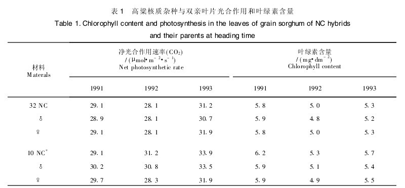 表1 高粱核質(zhì)雜種與雙親葉片光合作用和葉綠素含量